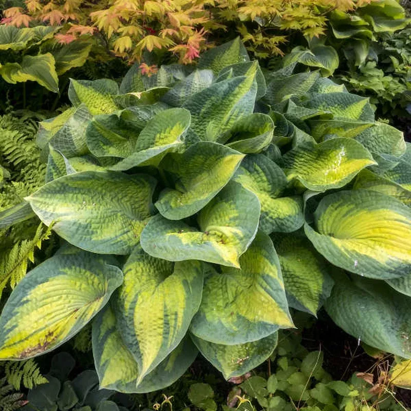 ‘Brother Stefan’ Hosta