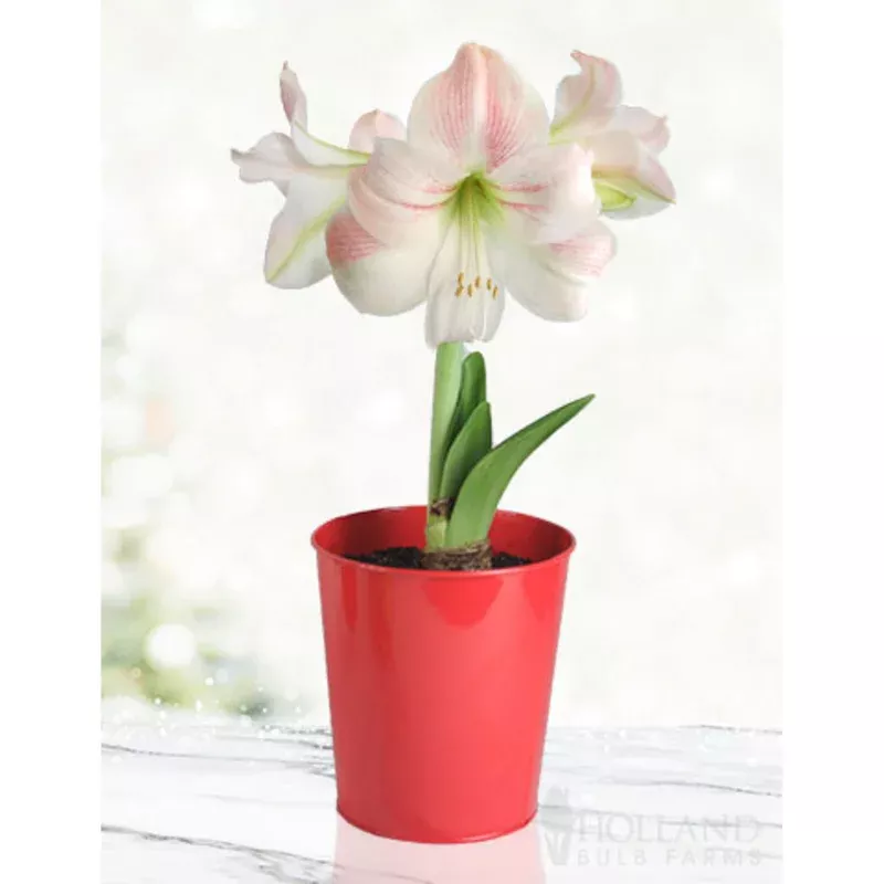 ‘Charming’ Amaryllis Kit