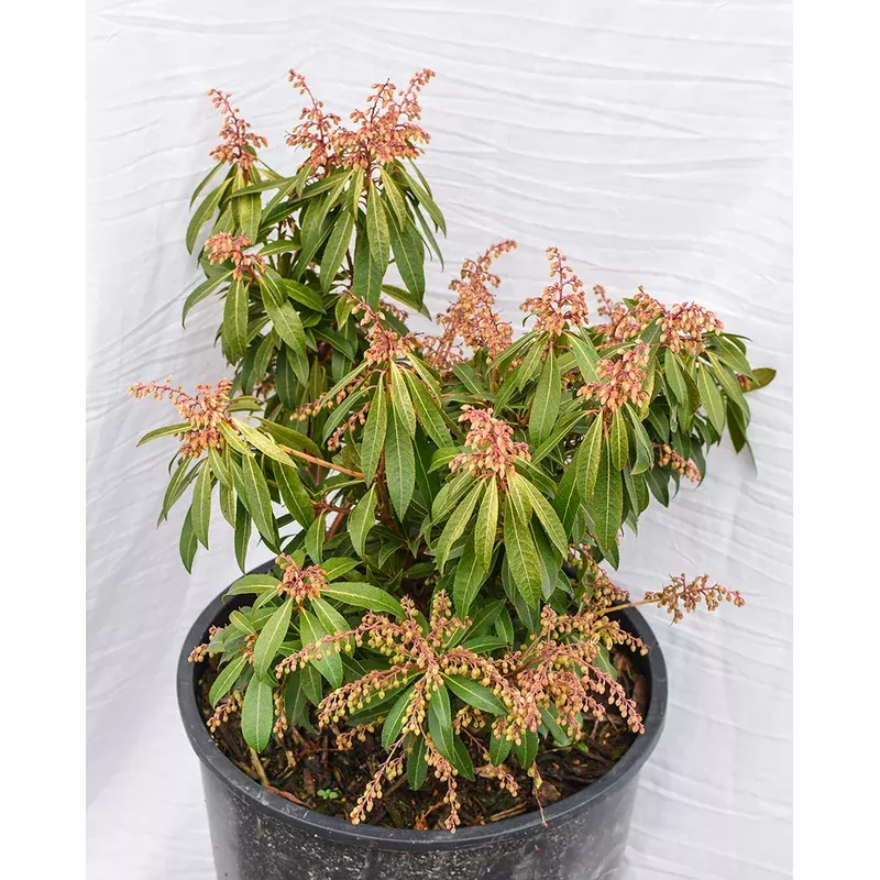 ‘Forest Flame’ Lily-of-the-Valley