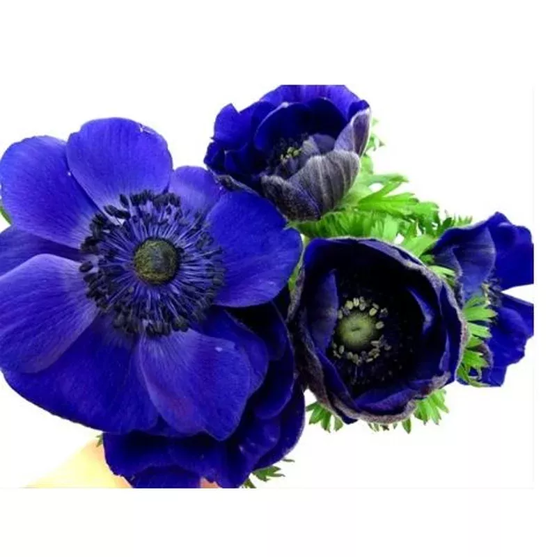 ‘Marianne Blue’ Windflower