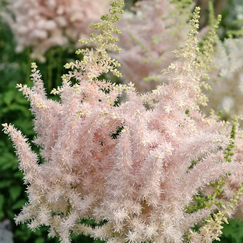 ‘Milk and Honey’ Astilbe