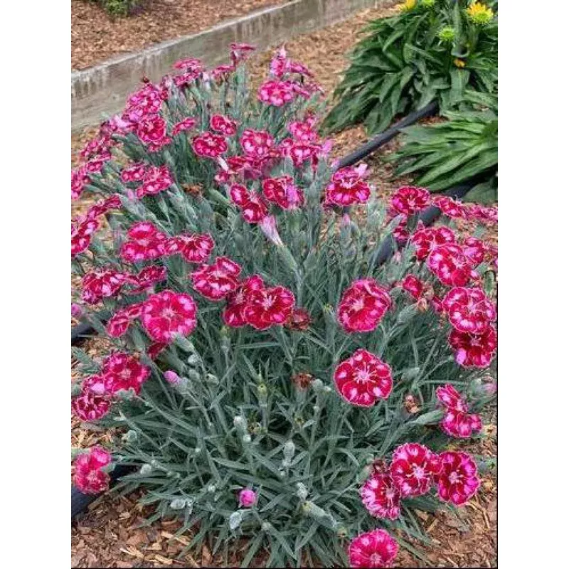 ‘Mountain Frost Ruby Glitter’ Cheddar Pinks