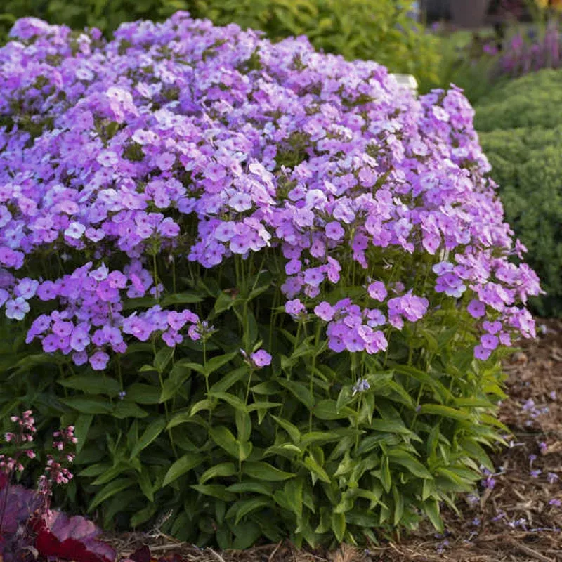‘Opening Act Blush’ Hybrid Phlox