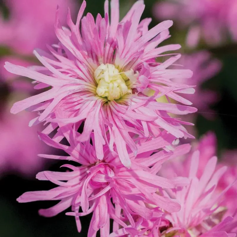‘Petite Jenny’ Ragged Robin (Lychnis)