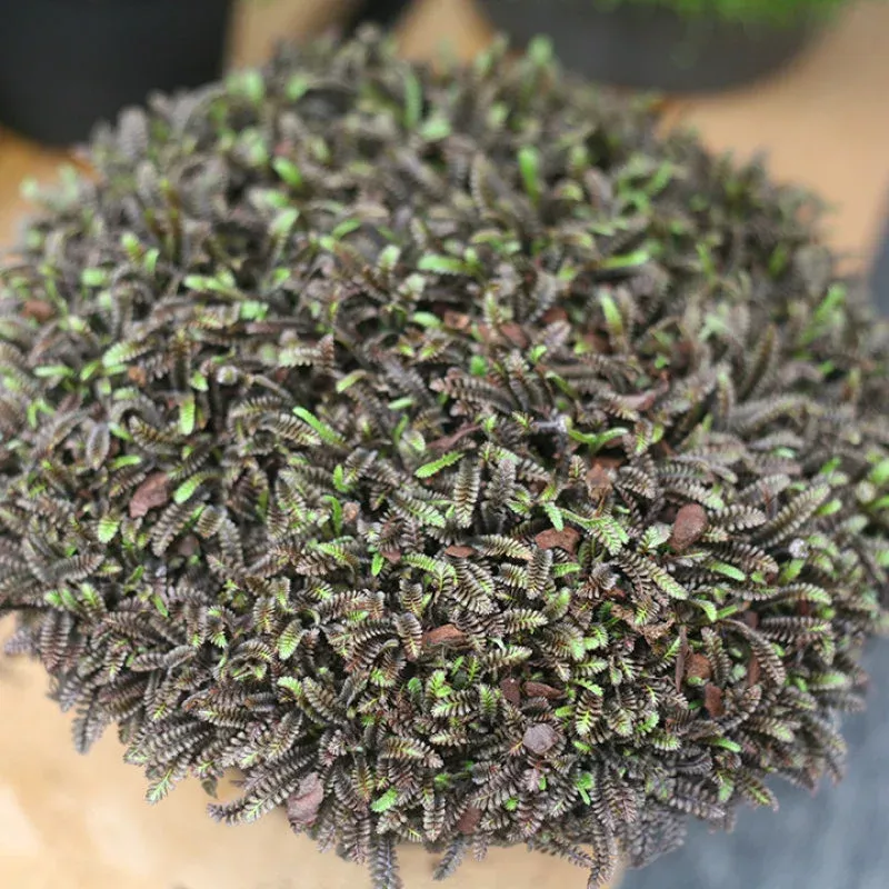 ‘Platt’s Black’ Brass Buttons (Leptinella)