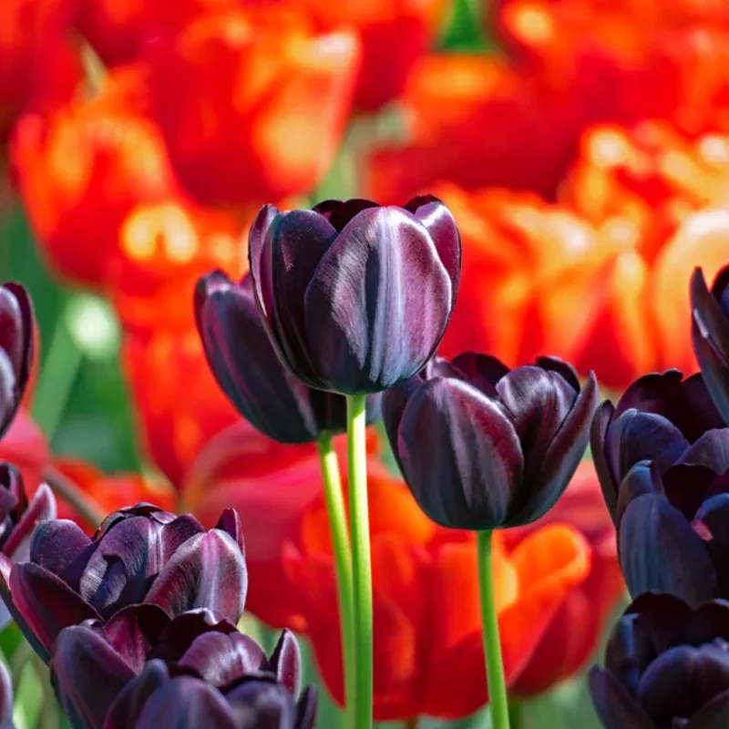‘Queen of Night’ Tulip