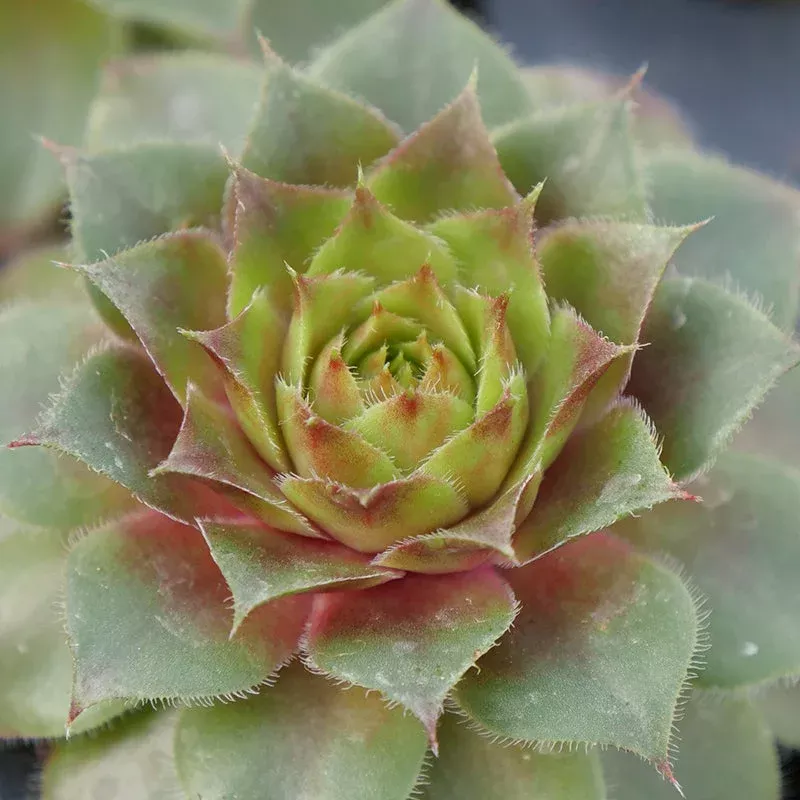 ‘Red Rubin’ Hens & Chicks