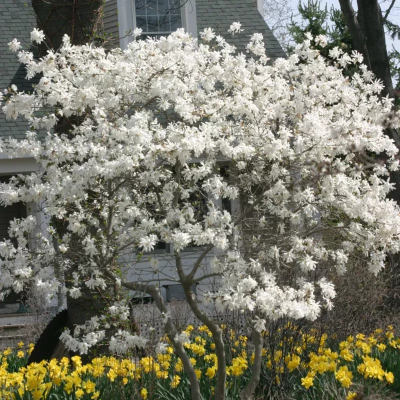 ‘Royal Star’ Magnolia