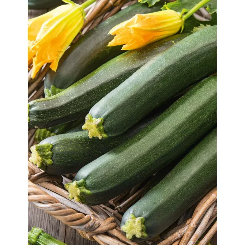 Zucchini Black Beauty ORGANIC