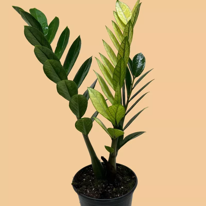 ZZ Chameleon, Zamioculcas zamiifolia